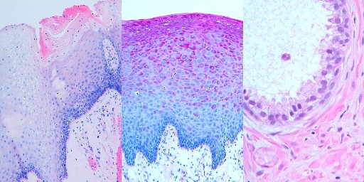 Academic Diagnostic Histopathology
