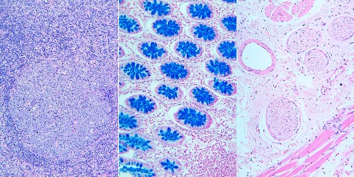 Academic Diagnostic Histopathology